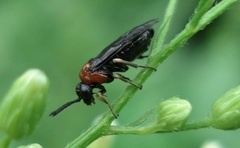 Eutomostethus ephippium