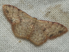 Idaea halmaea