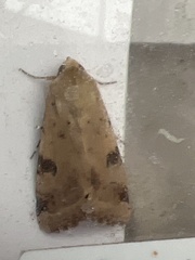 Heliothis peltigera
