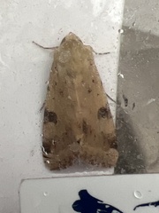 Heliothis peltigera