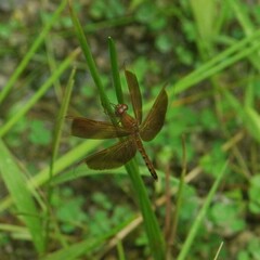 Neurothemis fluctuans