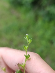 Veronica verna