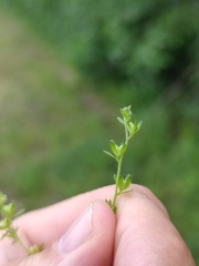 Veronica verna