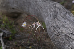 Caladenia exilis