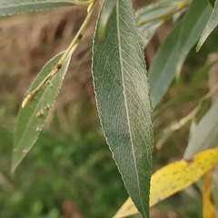 Salix alba