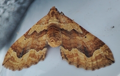 Pelurga comitata