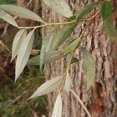 Salix alba
