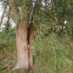 Salix alba