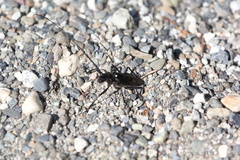 Cerambycidae