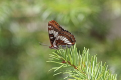 Limenitis lorquini