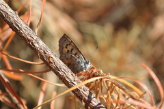 Tharsalea mariposa