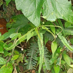 Nephrolepis cordifolia