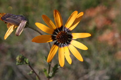 Osteospermum