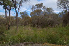 Grevillea pilulifera