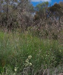 Grevillea pilulifera