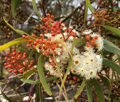 Eucalyptus gracilis