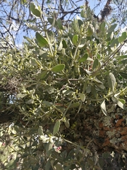 Phoradendron