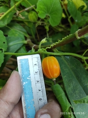 Trichosanthes costata