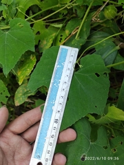 Trichosanthes costata