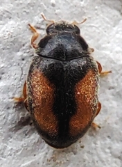Nephus redtenbacheri