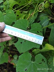 Trichosanthes costata