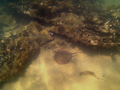 Trygonoptera imitata