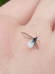 Insecta