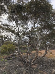 Eucalyptus gracilis