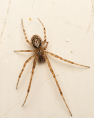 Zygiella x-notata
