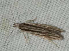 Leptosaces schistopa