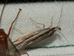 Leptosaces schistopa