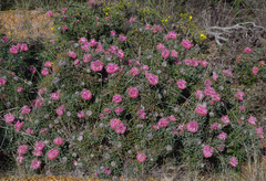 Isopogon dubius