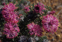 Isopogon dubius