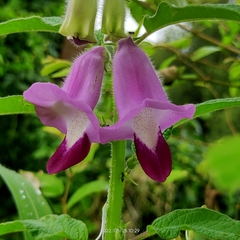 Sesamum indicum