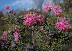 Isopogon dubius