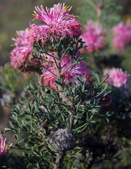 Isopogon dubius