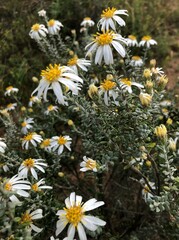 Olearia pimeleoides