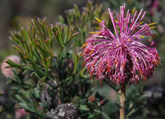 Isopogon dubius