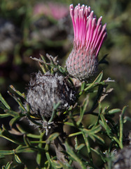 Isopogon dubius