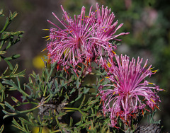 Isopogon dubius