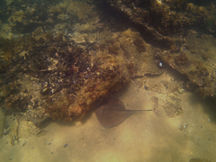 Trygonoptera imitata