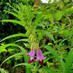Sesamum indicum