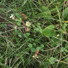 Trifolium repens