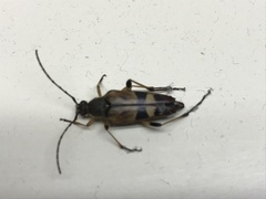 Etorofus obliteratus