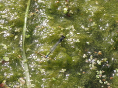 Erythromma viridulum