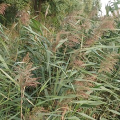 Phragmites australis
