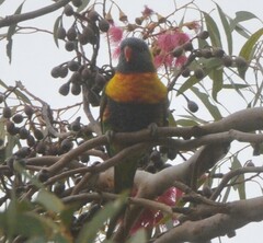 Trichoglossus moluccanus