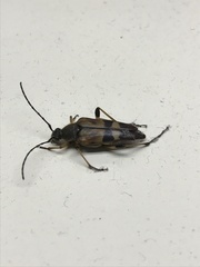 Etorofus obliteratus