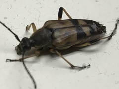 Etorofus obliteratus