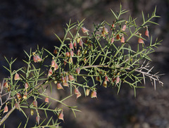 Daviesia angulata